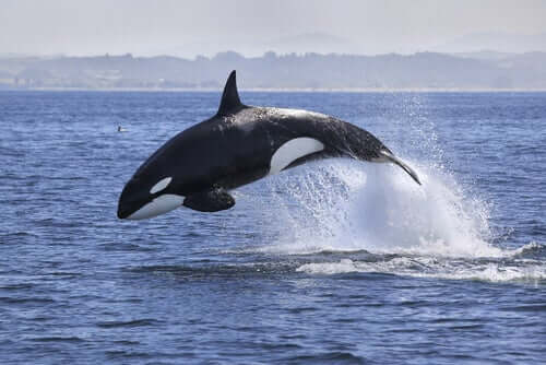 Meet the Killer Whale: Behavior, Habitat and Characteristics