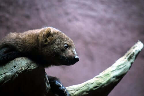 The Least Weasel: Habitat, Behavior and Characteristics