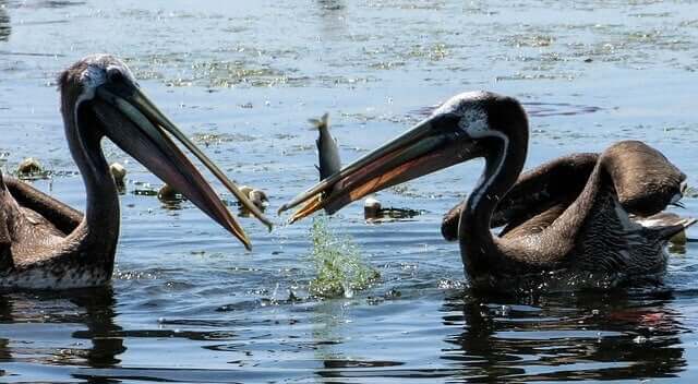 Two pelicans eating fish.