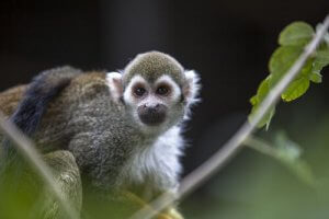 Pet Monkeys - Why Is It a Bad Idea to Have One?