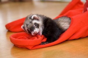 The Best Environmental Enrichment for Your Pet Ferret
