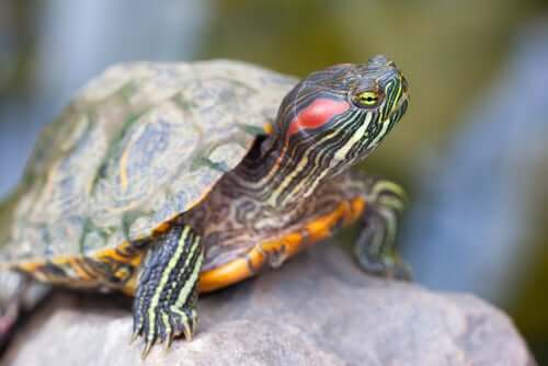 A red-eared species of turtle on a rock.