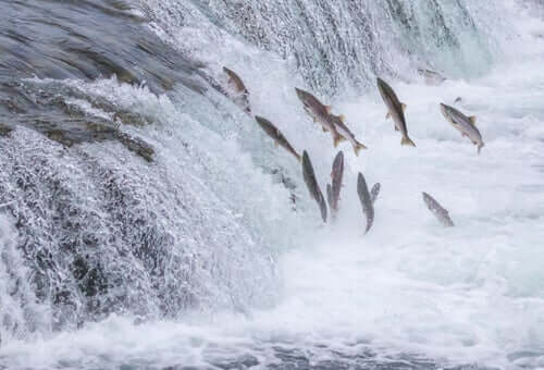 The Salmon Run – Ένα εκπληκτικό ταξίδι