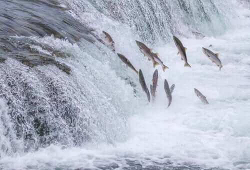 The Salmon Run - An Amazing Journey