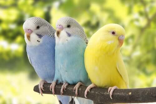 Three parakeets on a perch.