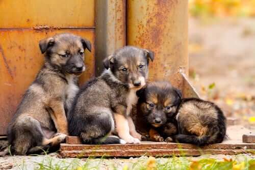 Three young puppies who may be the right age to spay or neuter a dog.