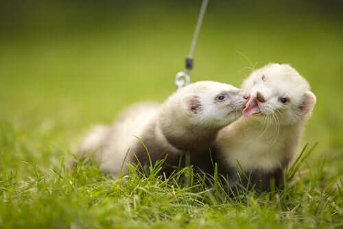 Two pet ferrets licking each other.