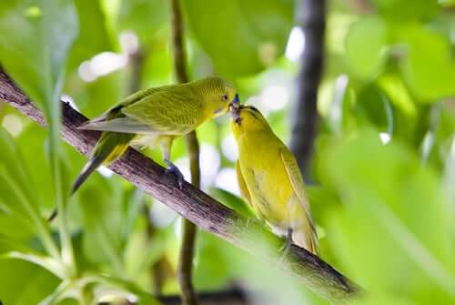 Two birds kissing.