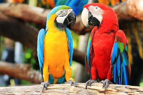Two parrots on a branch.