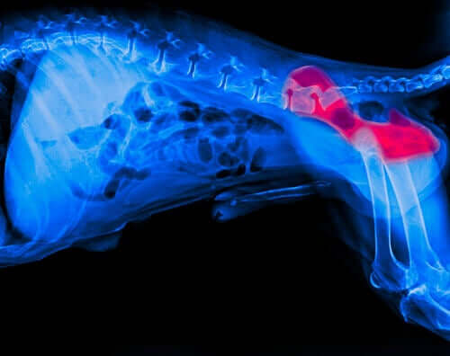 An X-ray of hip dysplasia.