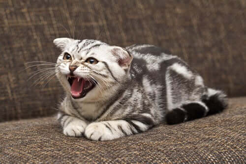 An angry cat hissing.
