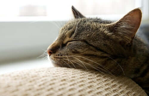 A domestic cat sleeping.