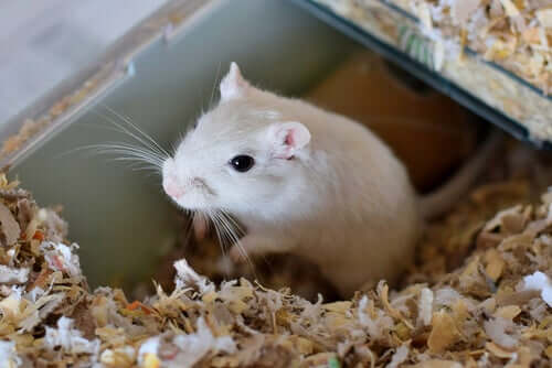 How to Choose the Right Cage for a Pet Gerbil