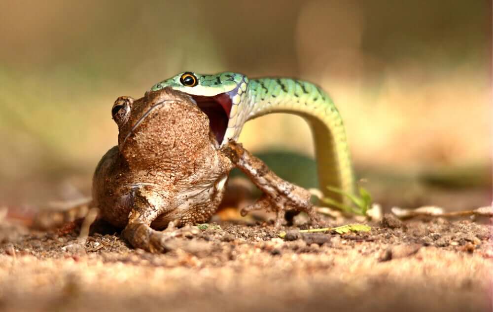 A snake eating a frog.