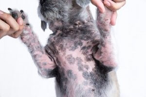 Treatment for Atopic Dermatitis in Dogs