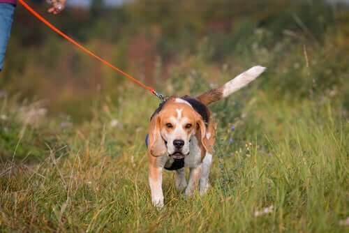 A beagle walking in a field.