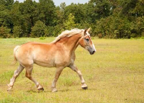 Ανακαλύψτε το Belgian Draft Horse