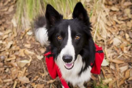 A border collie trekking.