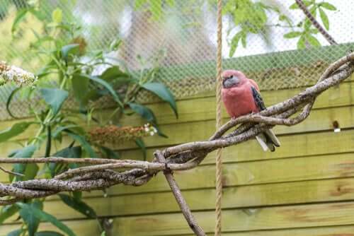 The diet of the Bourke's parakeet.