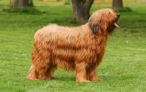 The Briard: An Intelligent and Lively Breed