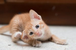 A ginger kitten.
