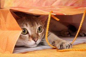 7 Simple Ways To Encourage Your Cat To Play