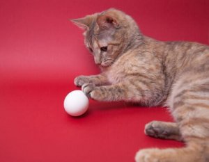 A cat playing with an egg.