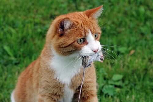 A cat eating a mouse.