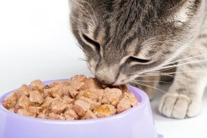 A cat eating a bowl of wet food.