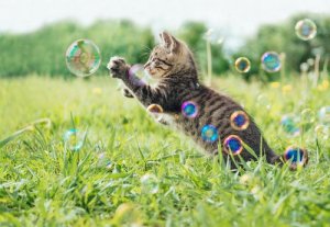 A kitten playing with bubbles.