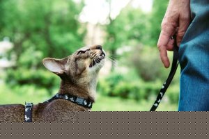 Some cats can learn to walk on a leash.
