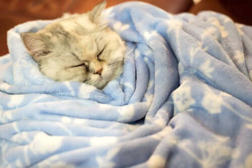 Discover the Truth: Do Cats Hibernate in the Winter?