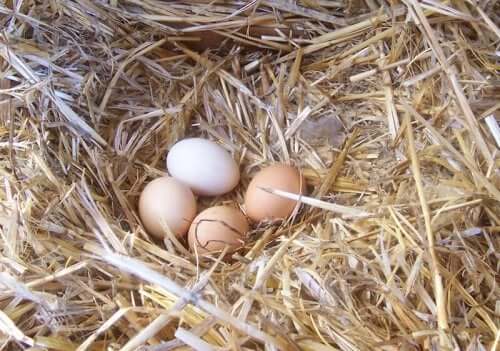 Laid chicken eggs on a nest.