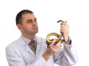 Considerations Before Having a Reptile as a Pet