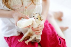 Bottle-feeding a kitten.