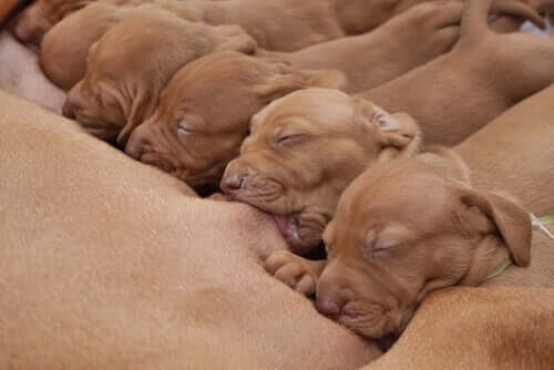 The Benefits of Colostrum for Puppies and Kittens