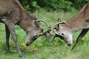 Competition Between Herbivores In The Wild