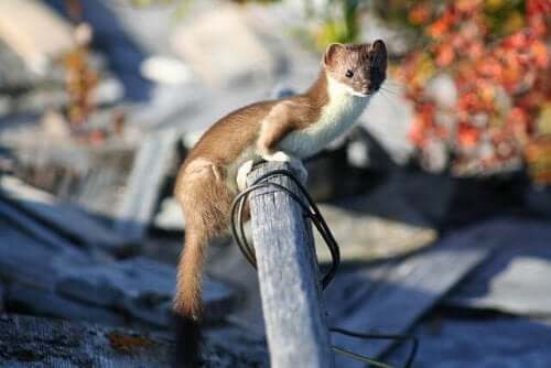 A curious least weasel on camera.