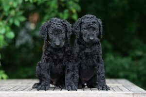 Two "Curly" puppies. 