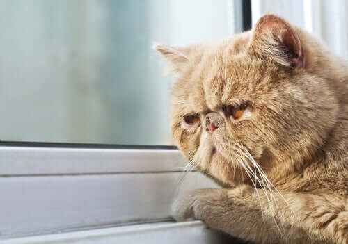 A cat suffering from depression.