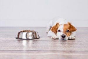 Choosing the right dog food.