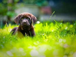 A chocolate labrador puppy.