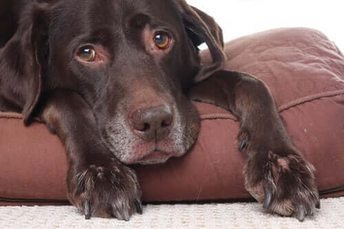 Can Dogs Suffer From Headaches?