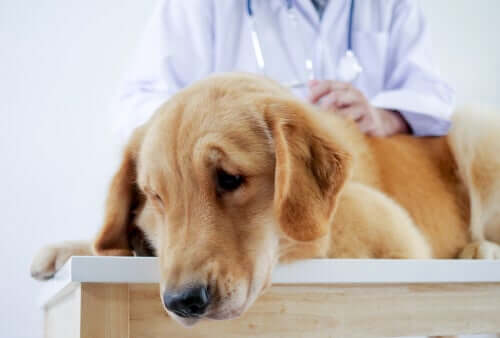 A dog undergoing a medical exam. 