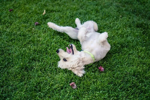 A dog playing in the grass.
