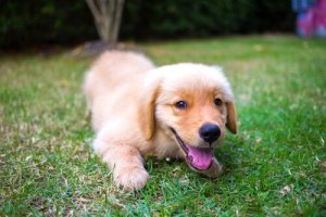 How to Create a Dog-Friendly Backyard