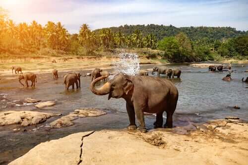 Elephants bathing in the wild.