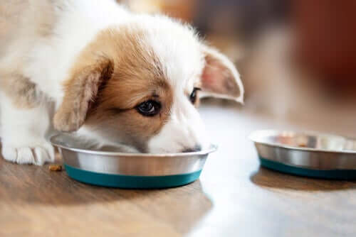 Feeding Your New Puppy: The Golden Rules