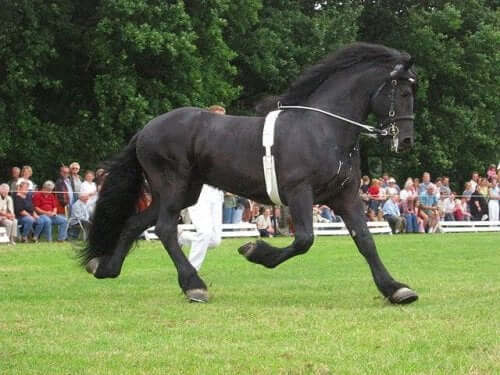 A friesian horse in a contest.