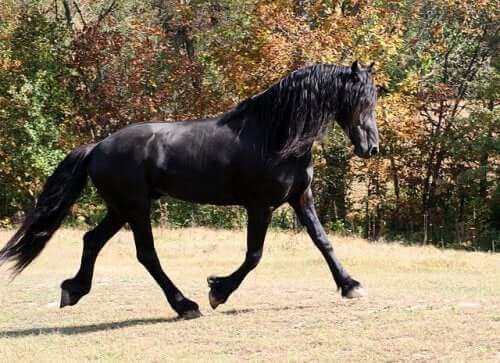 The Powerful and Elegant Friesian Horse